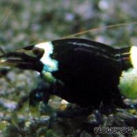 Caridina cf. cantonensis "Panda" - Flowgrow Shrimp Database