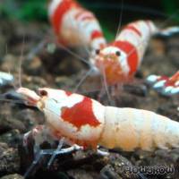 Caridina cf. cantonensis "Red Bee" - Flowgrow Shrimp Database