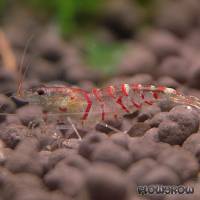 Caridina cf. cantonensis "Red Tiger" - Red Tiger shrimp - Flowgrow Shrimp Database