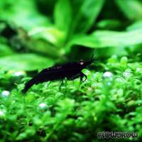 Caridina cf. cantonensis "Black Tiger" - Flowgrow Shrimp Database