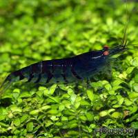 Caridina cf. cantonensis "Blue Tiger" - Flowgrow Shrimp Database