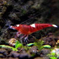Caridina cf. cantonensis "Red Ruby" - Flowgrow Shrimp Database