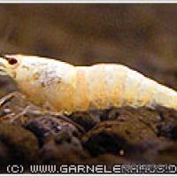 Caridina cf. cantonensis "Snow White" - Flowgrow Shrimp Database