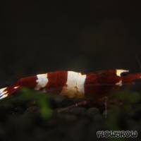 Caridina cf. cantonensis "Wine Red" - Flowgrow Shrimp Database