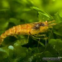 Caridina cf. propinqua - Flowgrow Shrimp Database