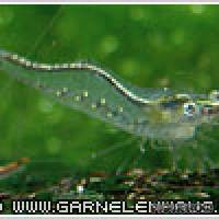 Caridina gracilirostris - Flowgrow Shrimp Database
