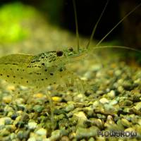 Caridina multidentata - Flowgrow Shrimp Database