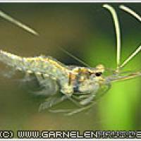 Desmocaris trispinosa - Flowgrow Shrimp Database