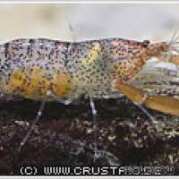 Euryrhynchus amazoniensis - Flowgrow Shrimp Database