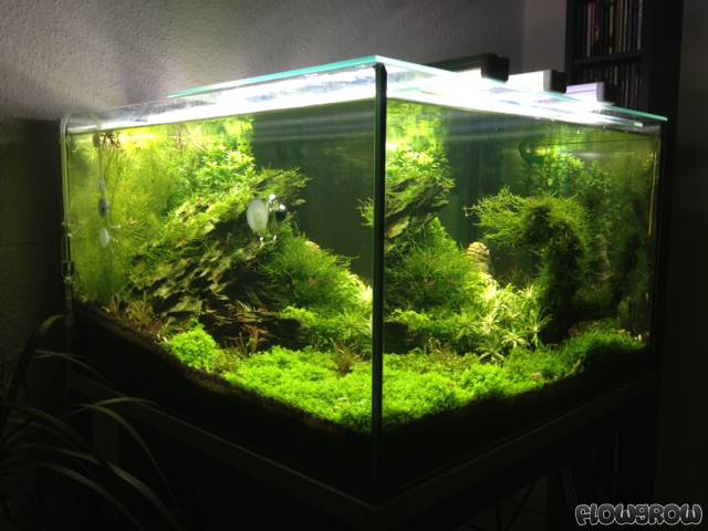100l Cube - Flowgrow Aquascape/Aquarium Database