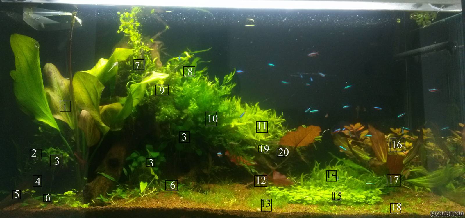200 Liter - Flowgrow Aquascape/Aquarium Database