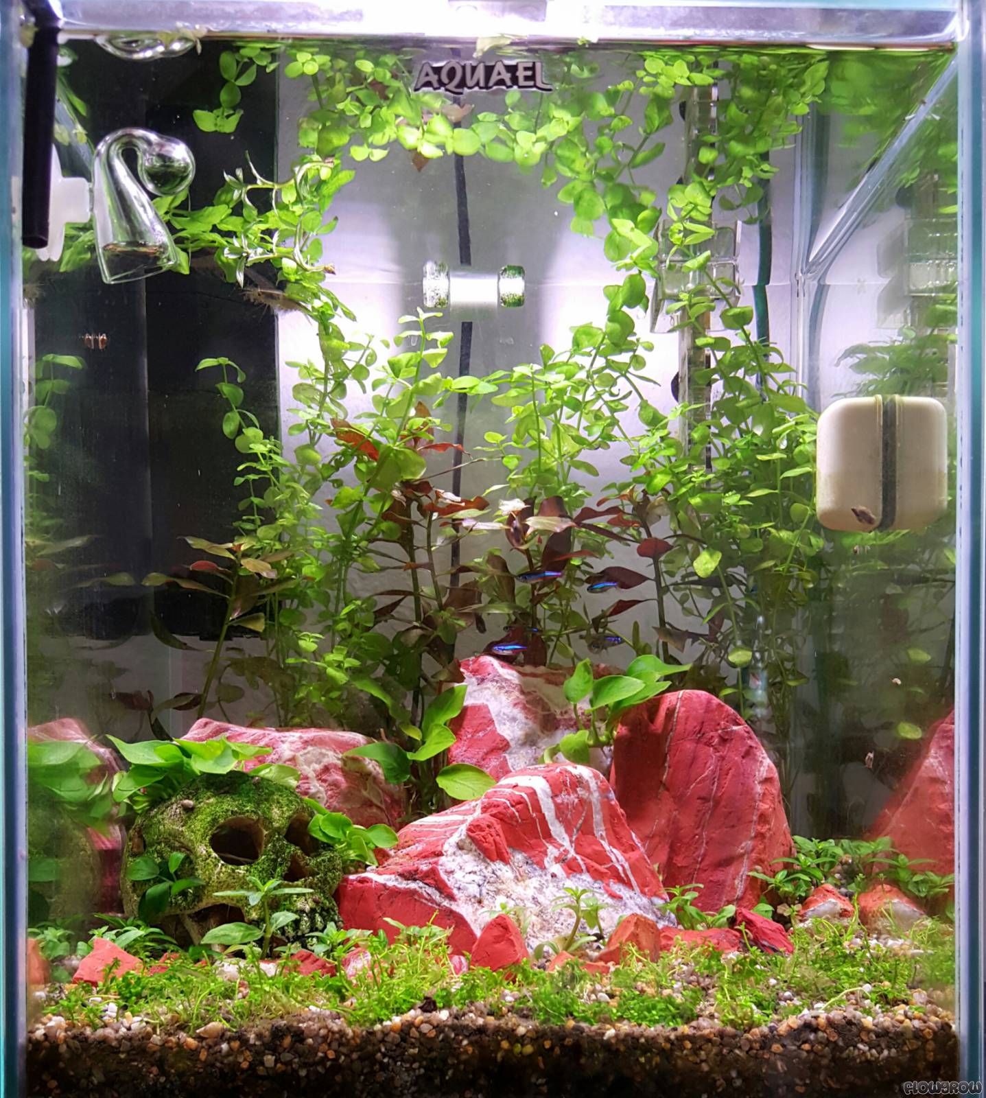 Nano Silvae - Flowgrow Aquascape/Aquarien-Datenbank