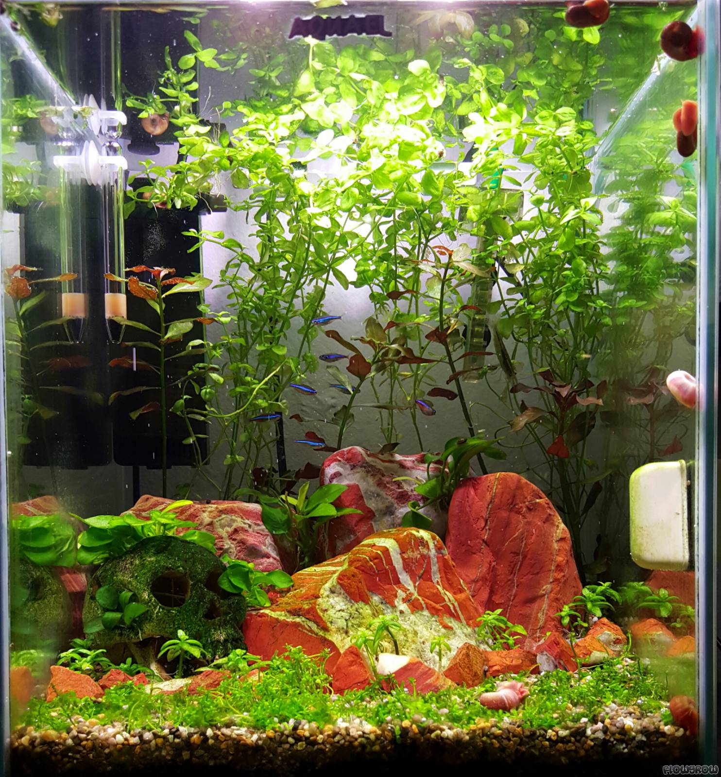 30l Nano Aquarium - Flowgrow Aquascape/Aquarium Database