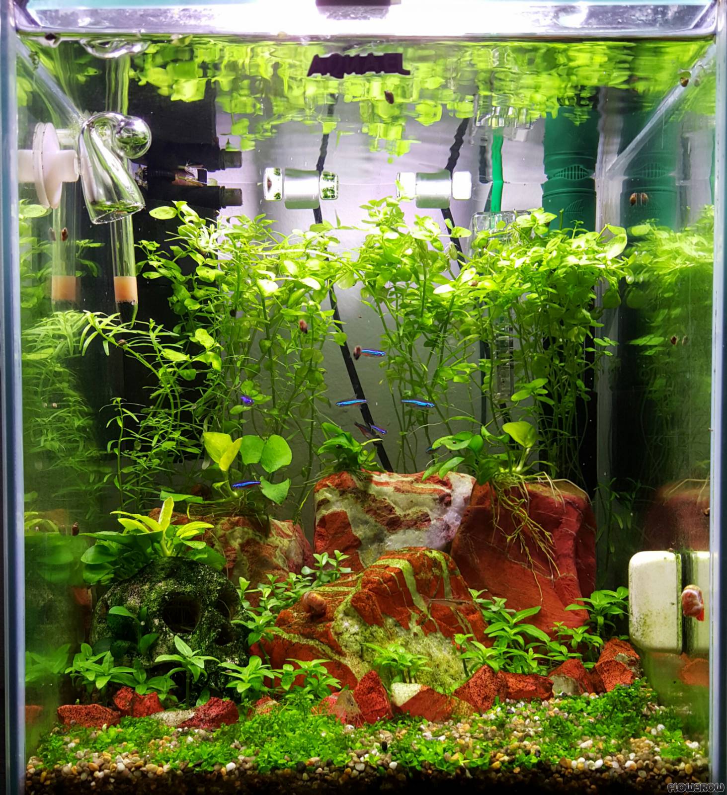 30l Nano Aquarium - Flowgrow Aquascape/Aquarium Database