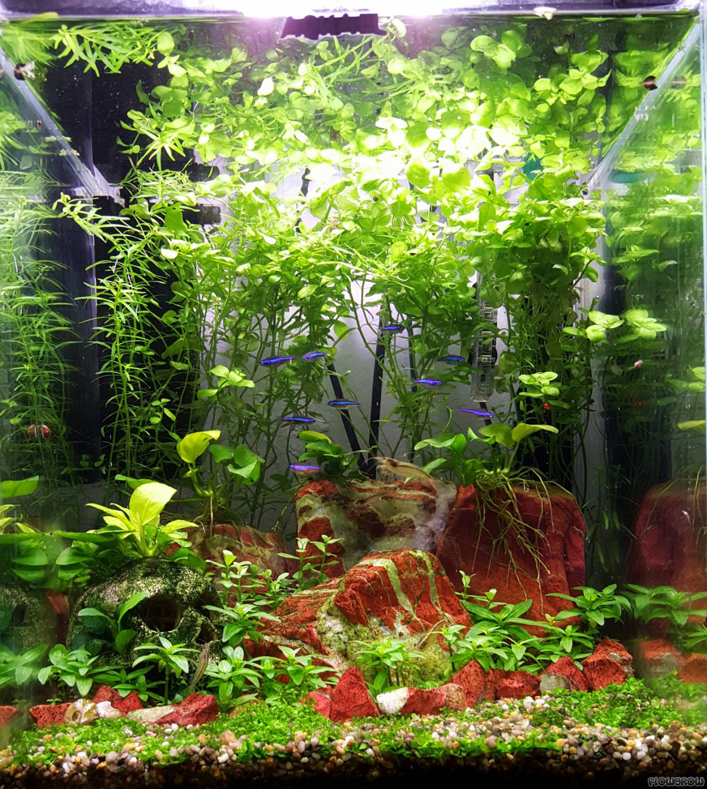 30l Nano Aquarium - Flowgrow Aquascape/Aquarium Database