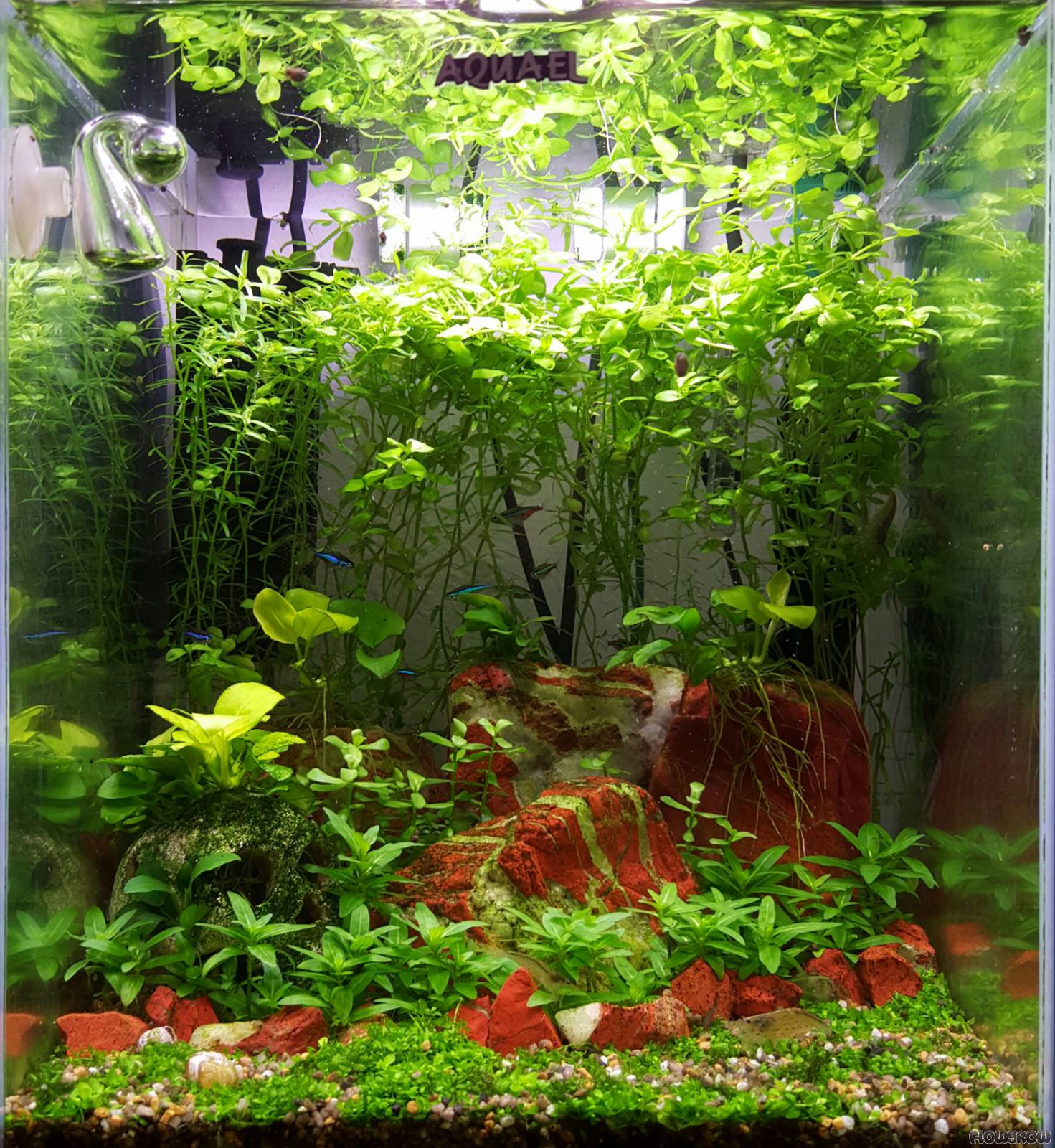 30l Nano Aquarium - Flowgrow Aquascape/Aquarium Database