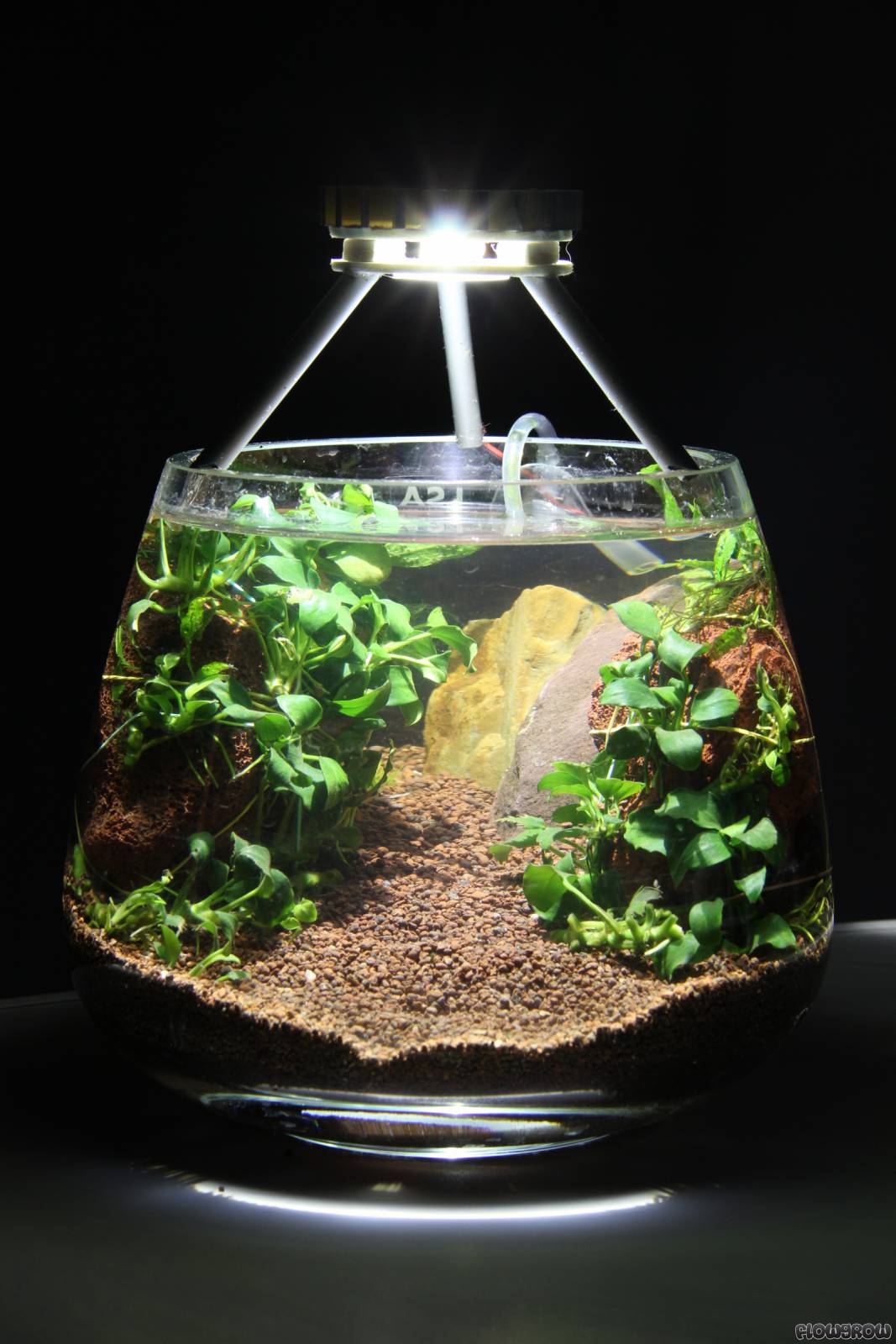 4Liter Vase Flowgrow Aquascape/Aquarium Database