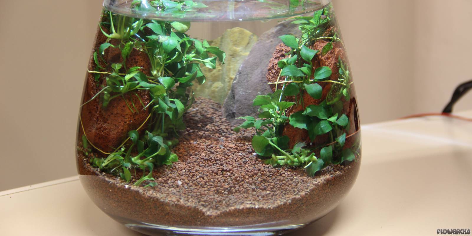 4Liter Vase Flowgrow Aquascape/Aquarium Database