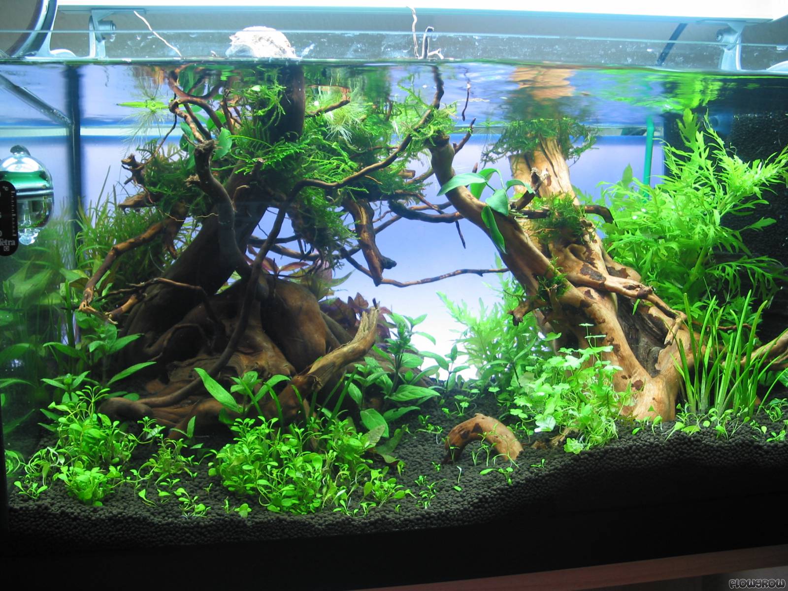 60l Flowgrow Aquascape/Aquarium Database