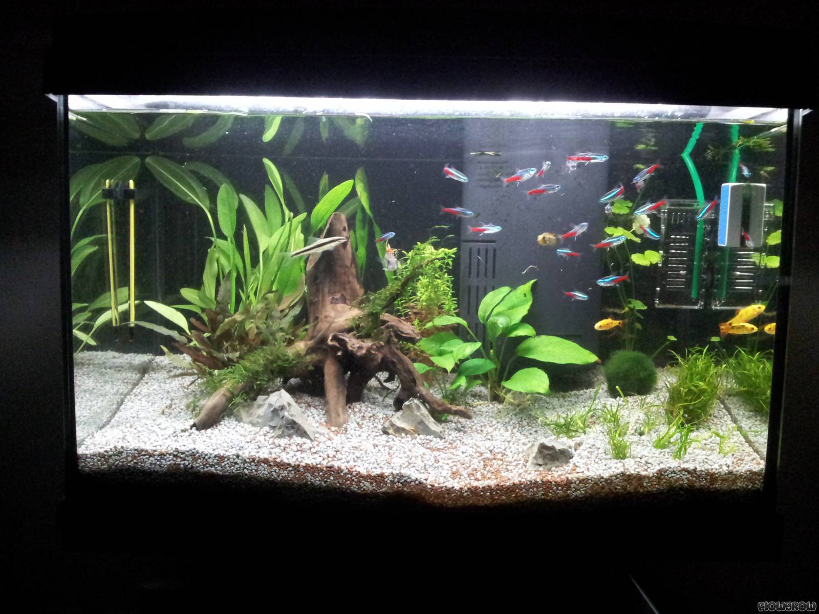 60l Tetra Aquarium - Flowgrow Aquascape/Aquarium Database