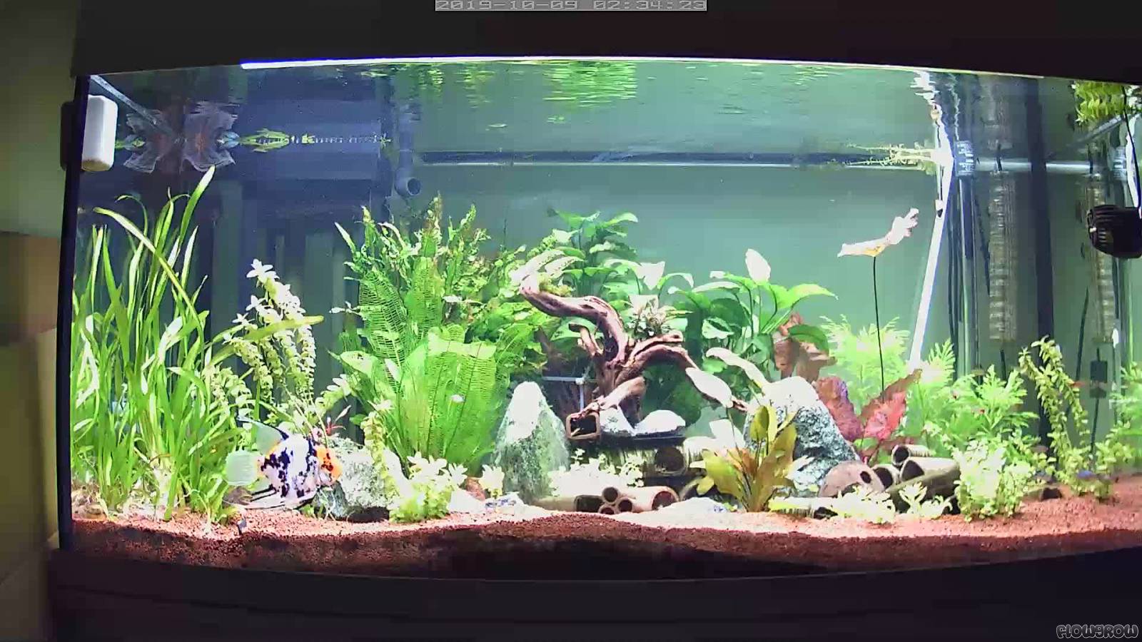 Aquarium 450 Flowgrow Aquascape/Aquarium Database