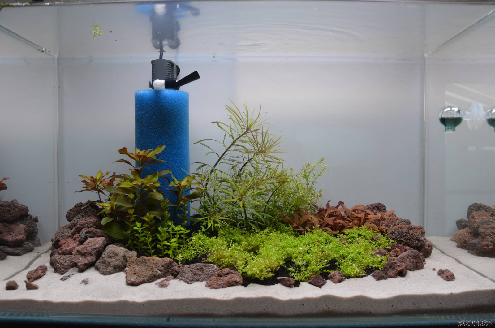 Becken 60 Flowgrow Aquascape/Aquarium Database