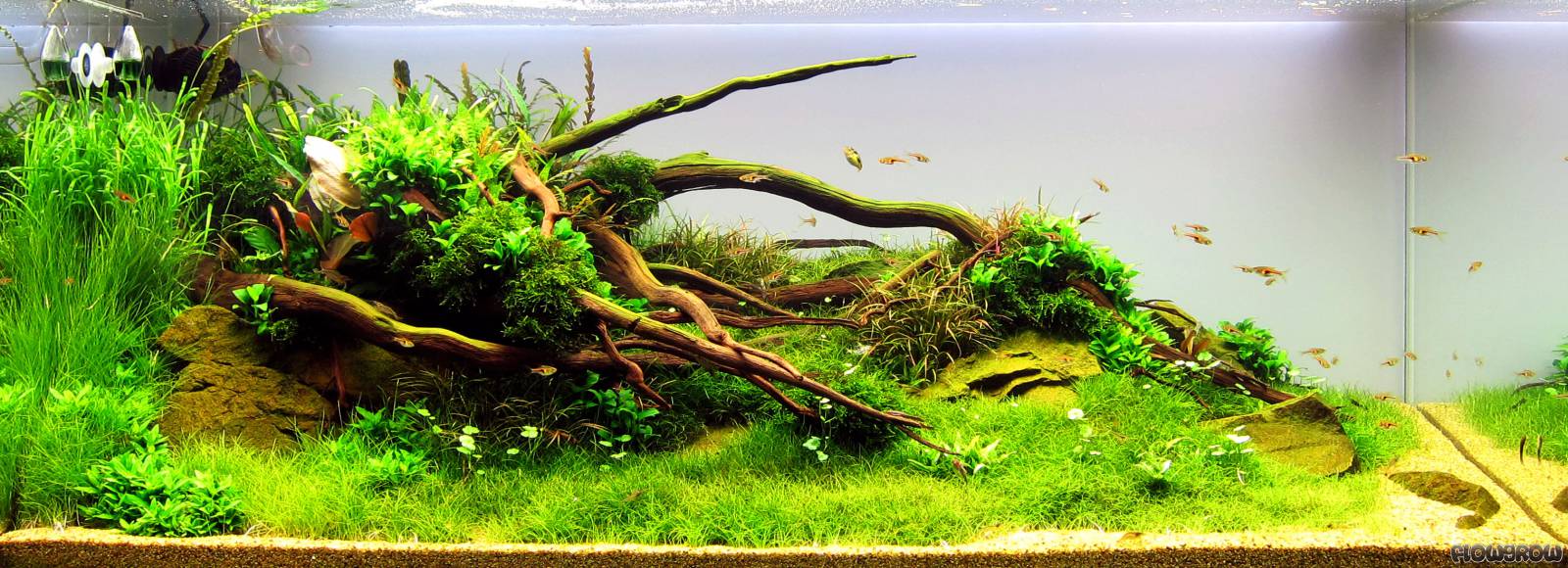 Nano Silvae - Flowgrow Aquascape/Aquarien-Datenbank