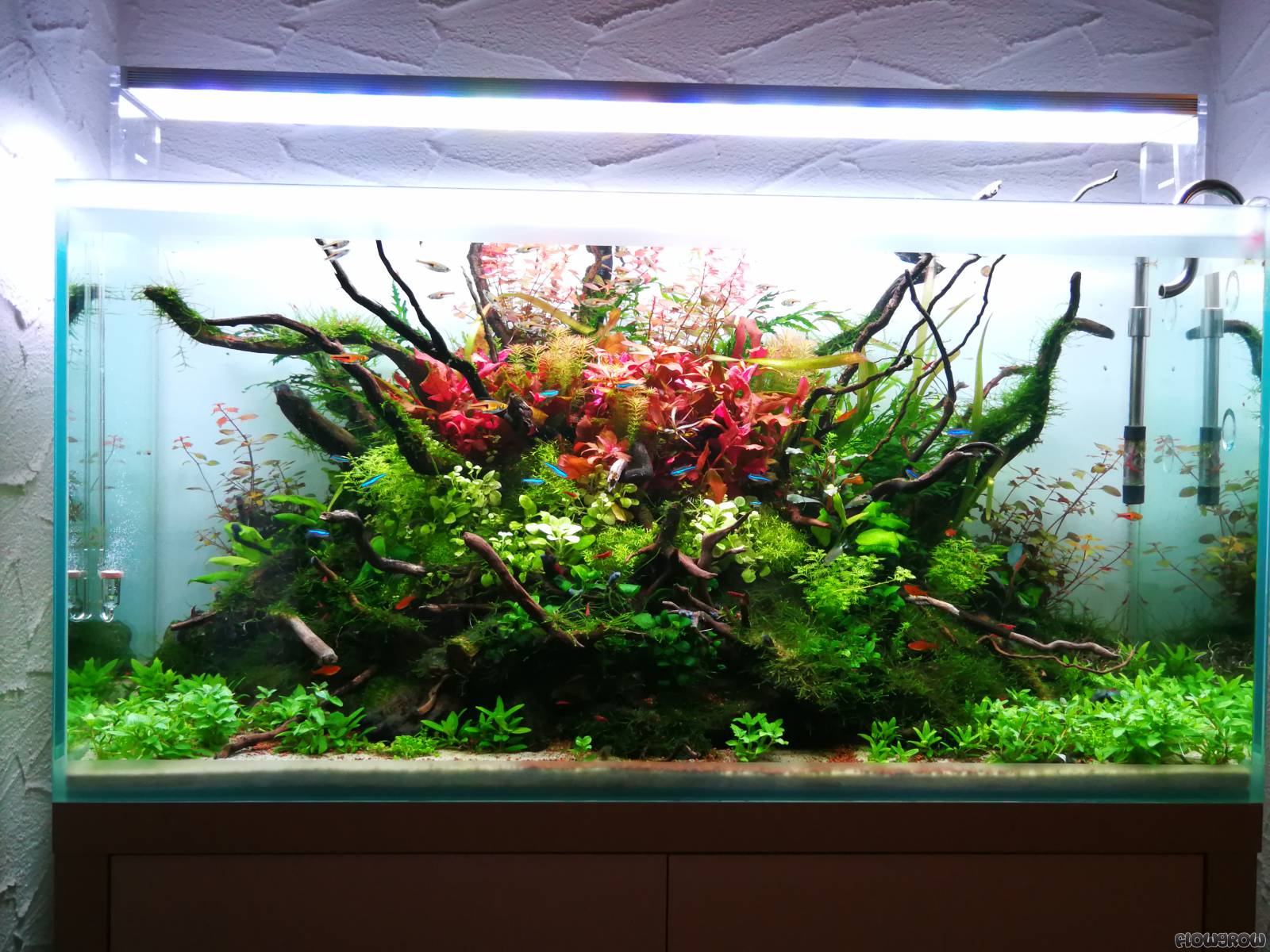 Die Insel Flowgrow Aquascape/Aquarium Database