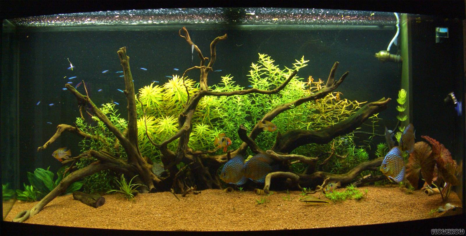 Diskus Wald - Flowgrow Aquascape/Aquarium Database
