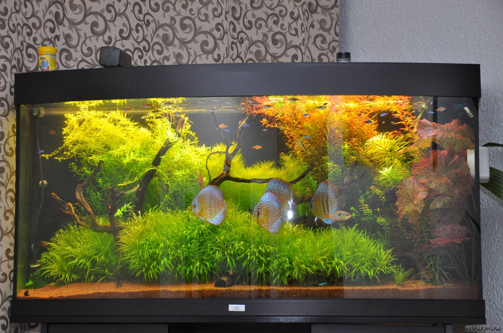 Diskus Wald - Flowgrow Aquascape/Aquarium Database