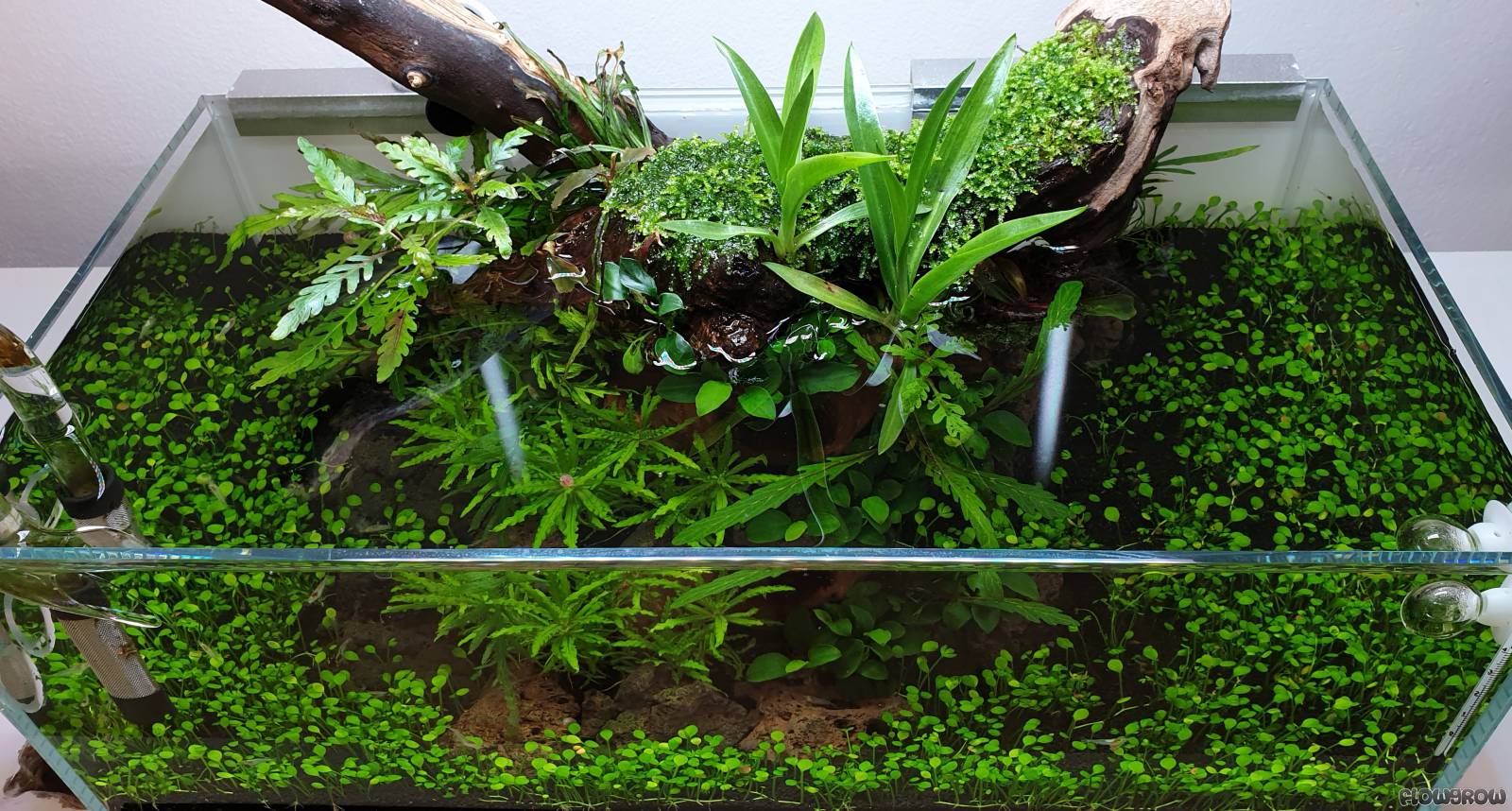 Driftwood Scape Flowgrow Aquascape/Aquarium Database