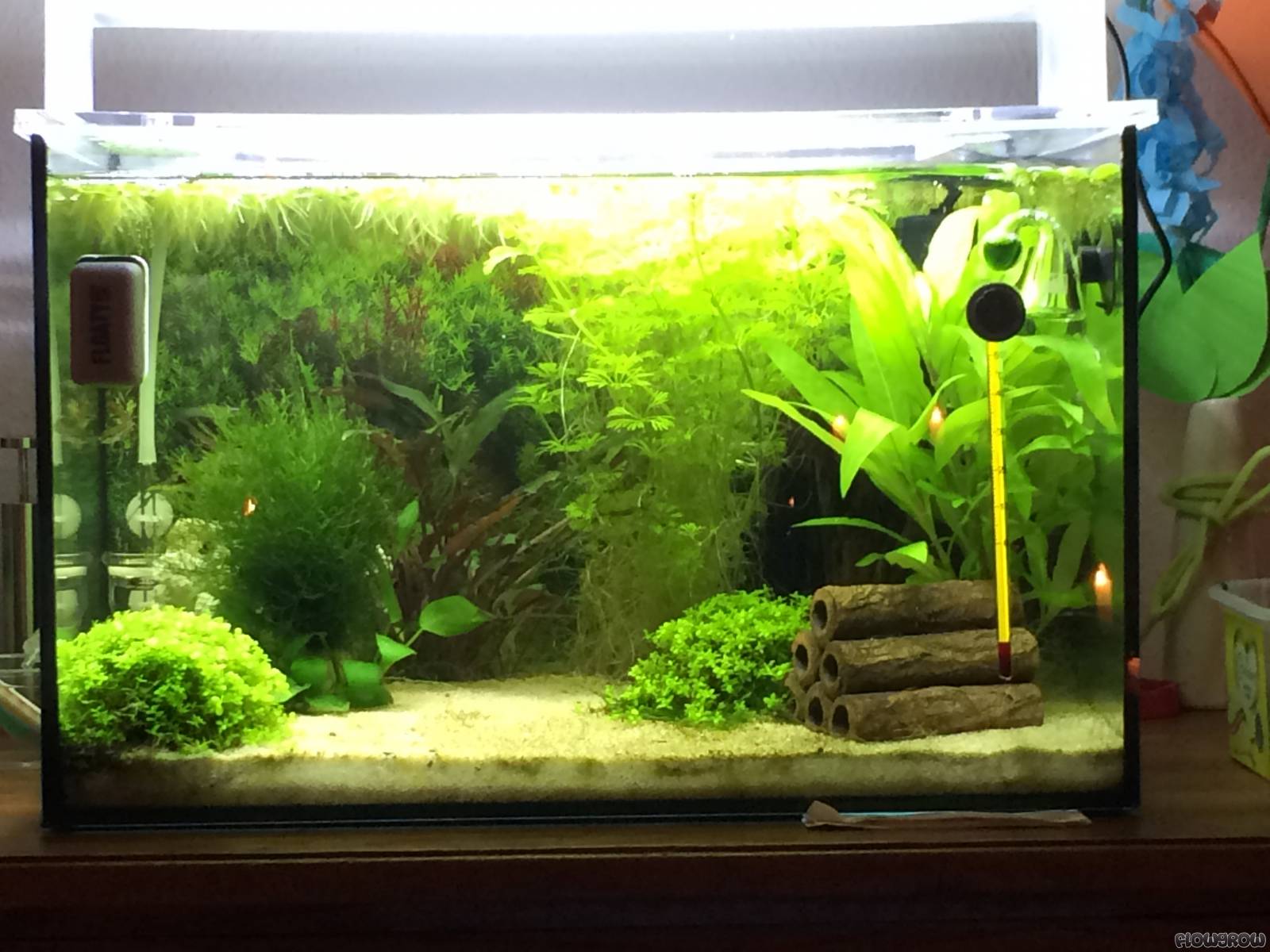 25L Aquascape / Iwagumi Aquascape Day 67 Youtube - Go buy a nano aquarium and start aquascaping!