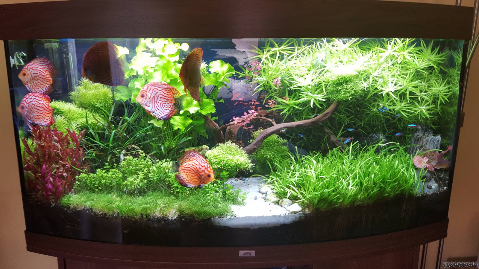 Hubi Diskus Flowgrow Aquascape Aquarium Database