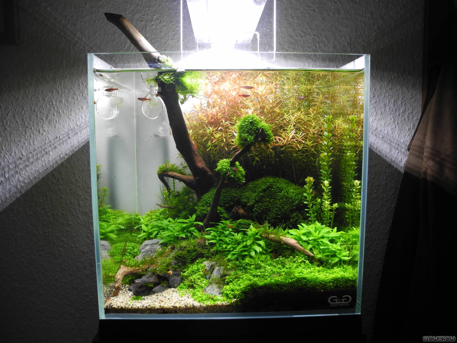 Java Sun - Flowgrow Aquascape/Aquarium Database