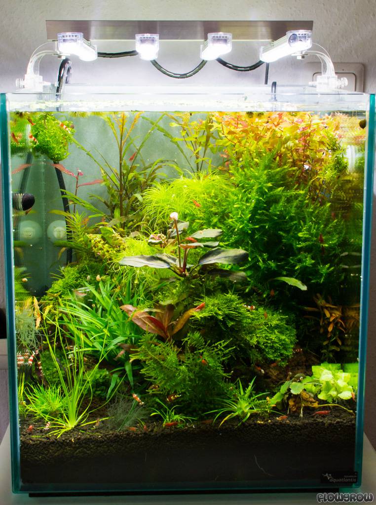 Nano 40l Flowgrow Aquascape Aquarium Database