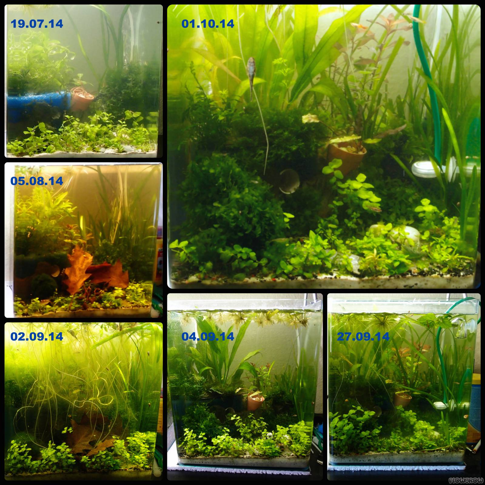 Nano Silvae - Flowgrow Aquascape/Aquarien-Datenbank