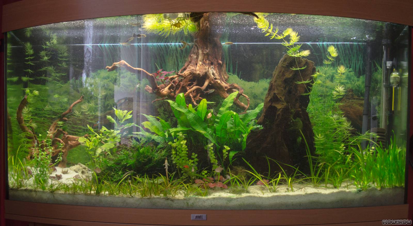 The Wood Flowgrow Aquascape/Aquarium Database