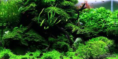 Moss rocks… - Flowgrow Aquascape/Aquarium Database Moss On Rocks In Aquarium