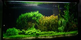 2015 - Flowgrow Aquascape/Aquarium Database