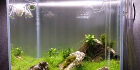 Ancient World - Flowgrow Aquascape/Aquarium Database