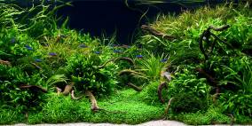 Anyplace, Anytime... - Flowgrow Aquascape/Aquarium Database