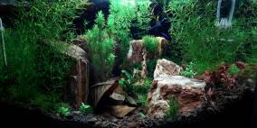 Betta island - Flowgrow Aquascape/Aquarium Database