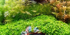 Beutelhaldenweg 3 - Flowgrow Aquascape/Aquarium Database