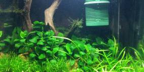 Buddy H. 30ltr. - Flowgrow Aquascape/Aquarium Database