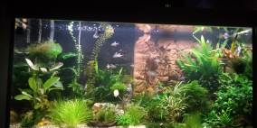 Der grüne Daumen - Flowgrow Aquascape/Aquarium Database