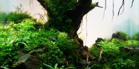 Hello old Quercus - Flowgrow Aquascape/Aquarium Database