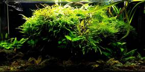RiverDream - Flowgrow Aquascape/Aquarium Database