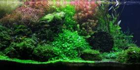 Wasserpflanzen Passion - Flowgrow Aquascape/Aquarium Database