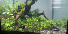 Welcome to Amazonia - Flowgrow Aquascape/Aquarium Database