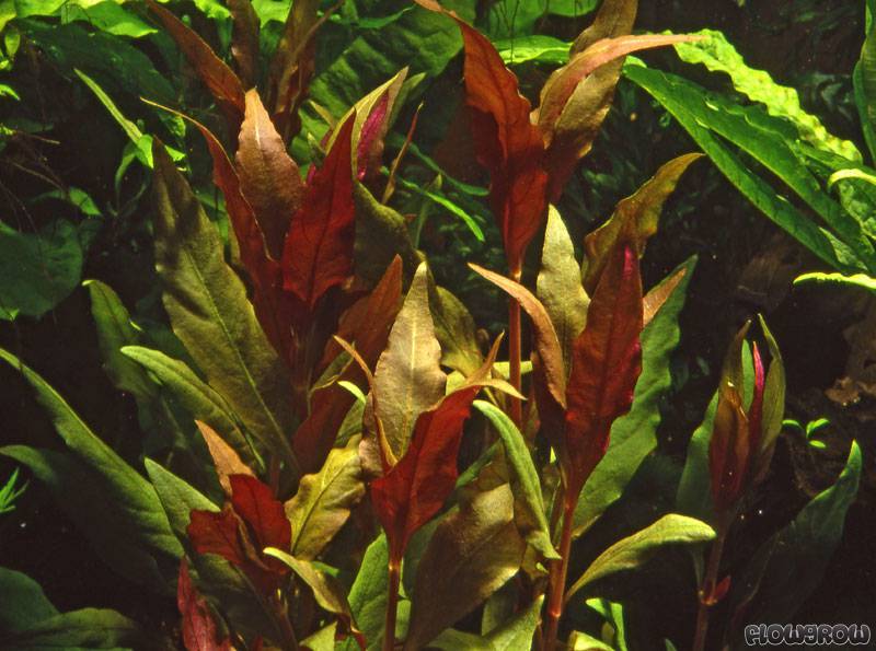 Alternanthera Reineckii Rosaefolia Rosablattriges Papageienblatt Flowgrow Wasserpflanzen Datenbank